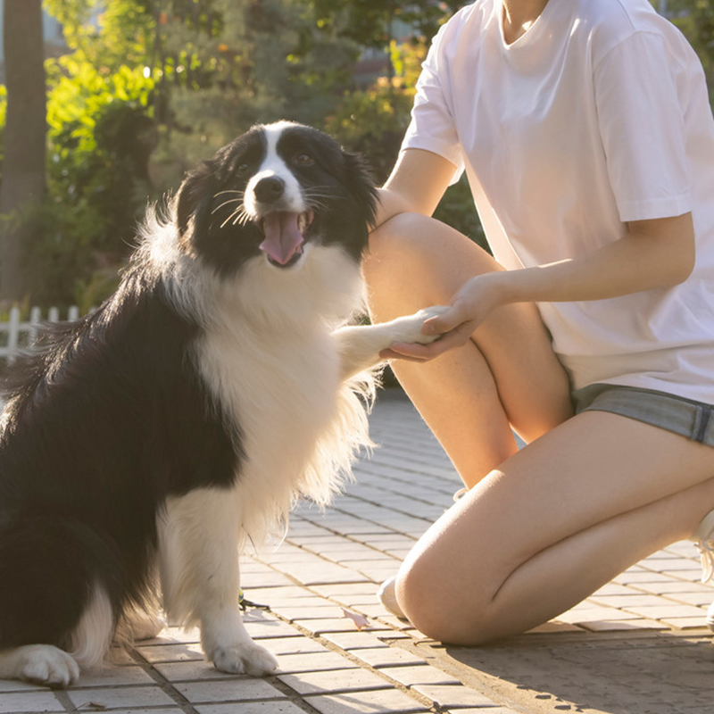 2026: Standardization of the pet health testing industry takes off: testing cards embrace new opportunities for compliance upgrades