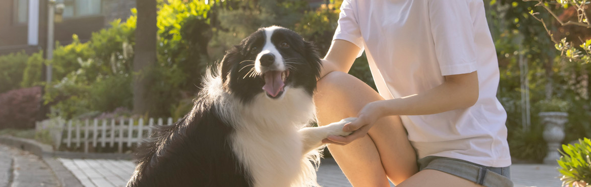 Pet Health Banner