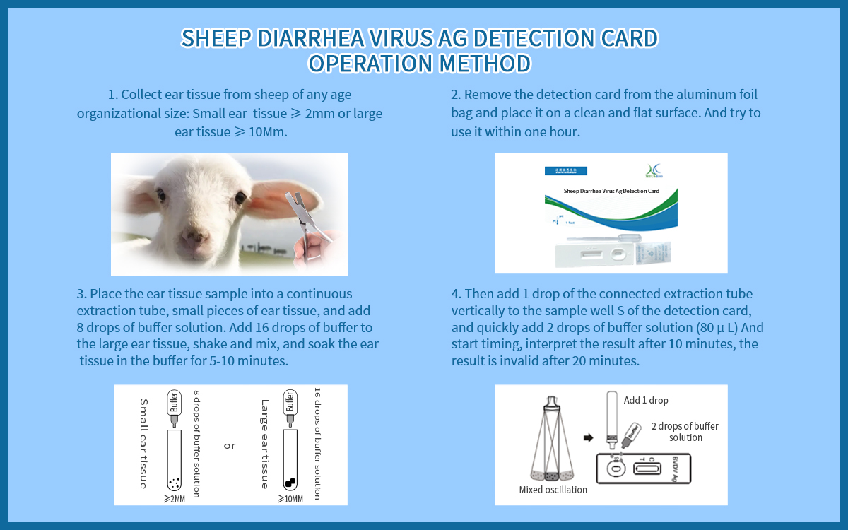 Sheep Diarrhea Virus Ag Detection Card
