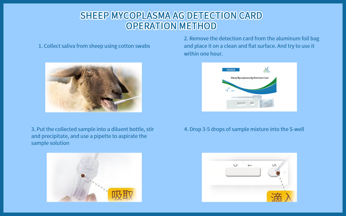Sheep Mycoplasma Ag Detection Card