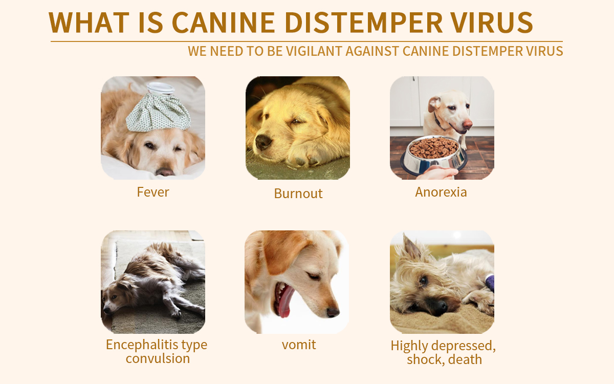Canine distemper antigen rapid test card
