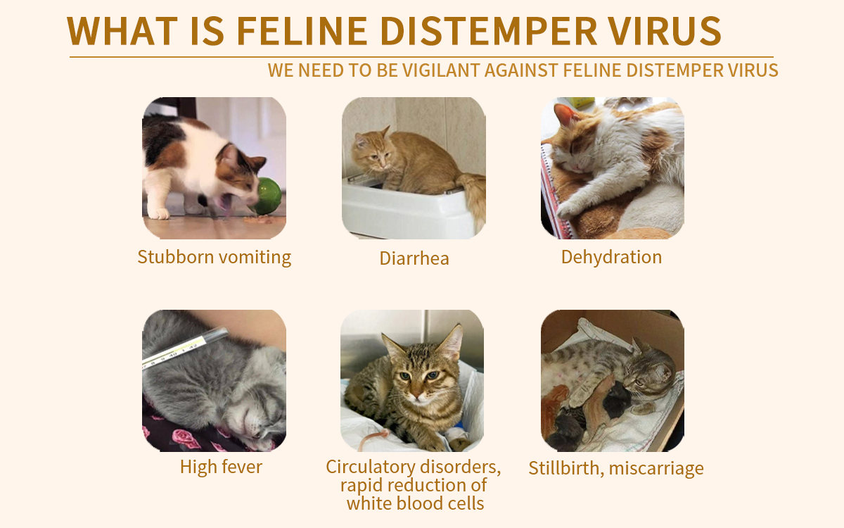 Feline Distemper Virus Ag Rapid Detection Card