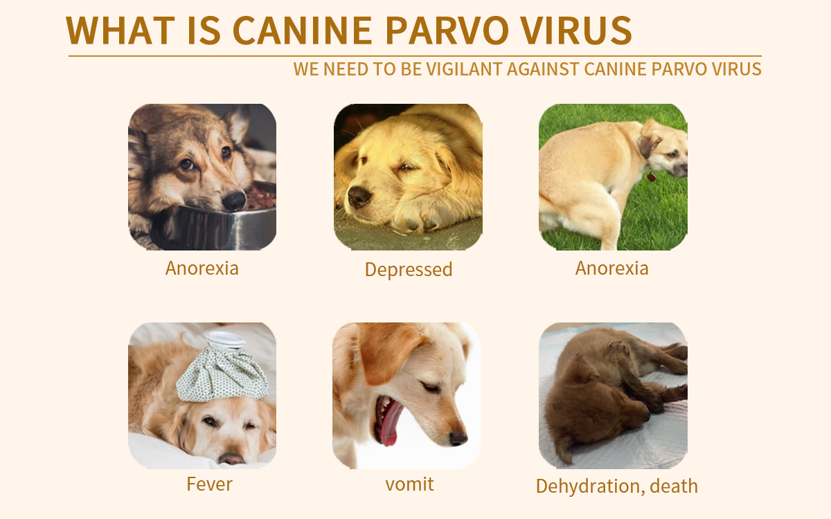 Canine Corona Virus Ag Rapid Detection Card
