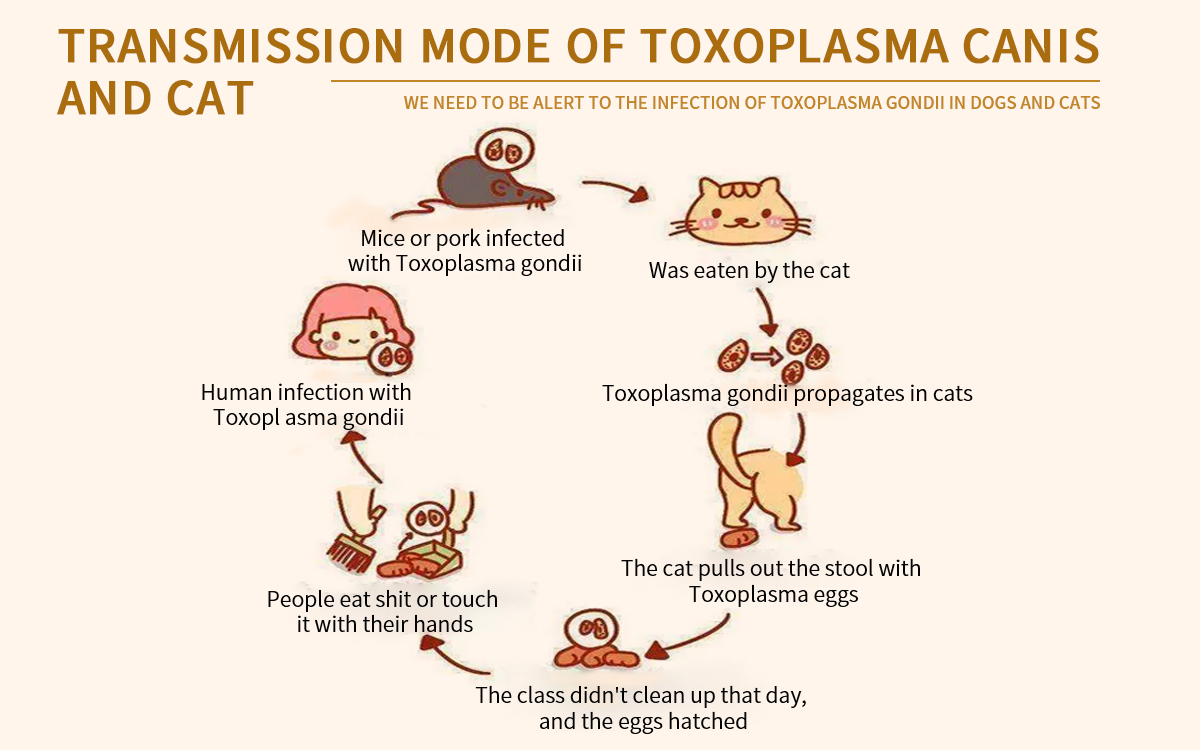 Toxoplasma Gondii Ab Rapid Detection Card
