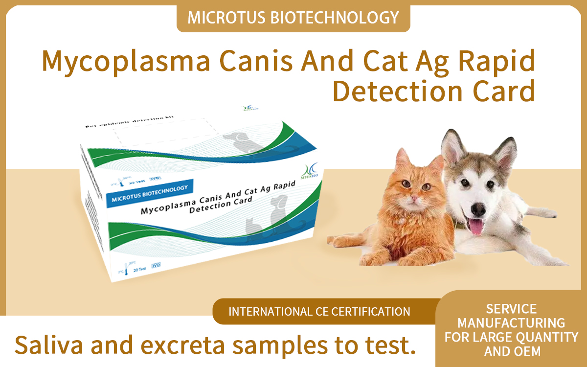Mycoplasma Canis And Cat Ag Rapid Detection Card