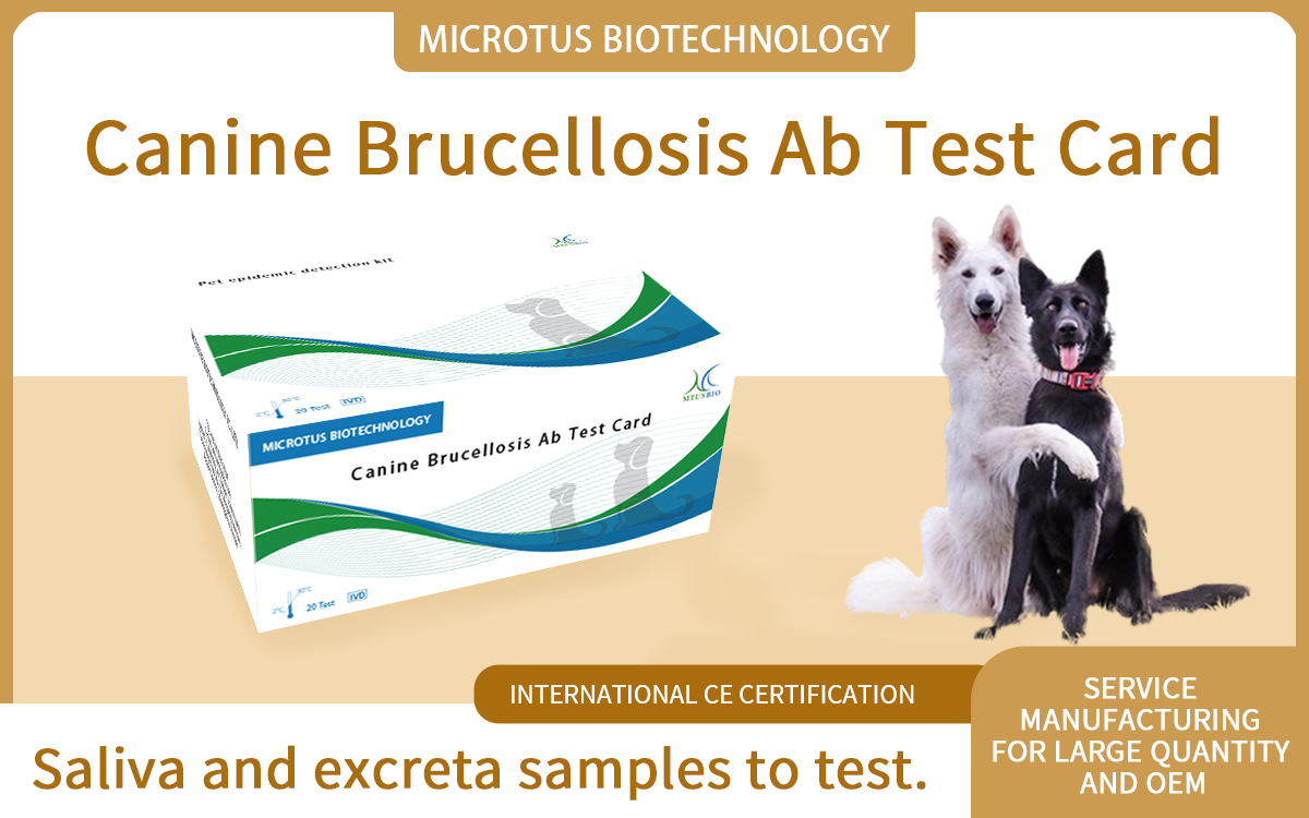 Canine Brucellosis Ab Test Card