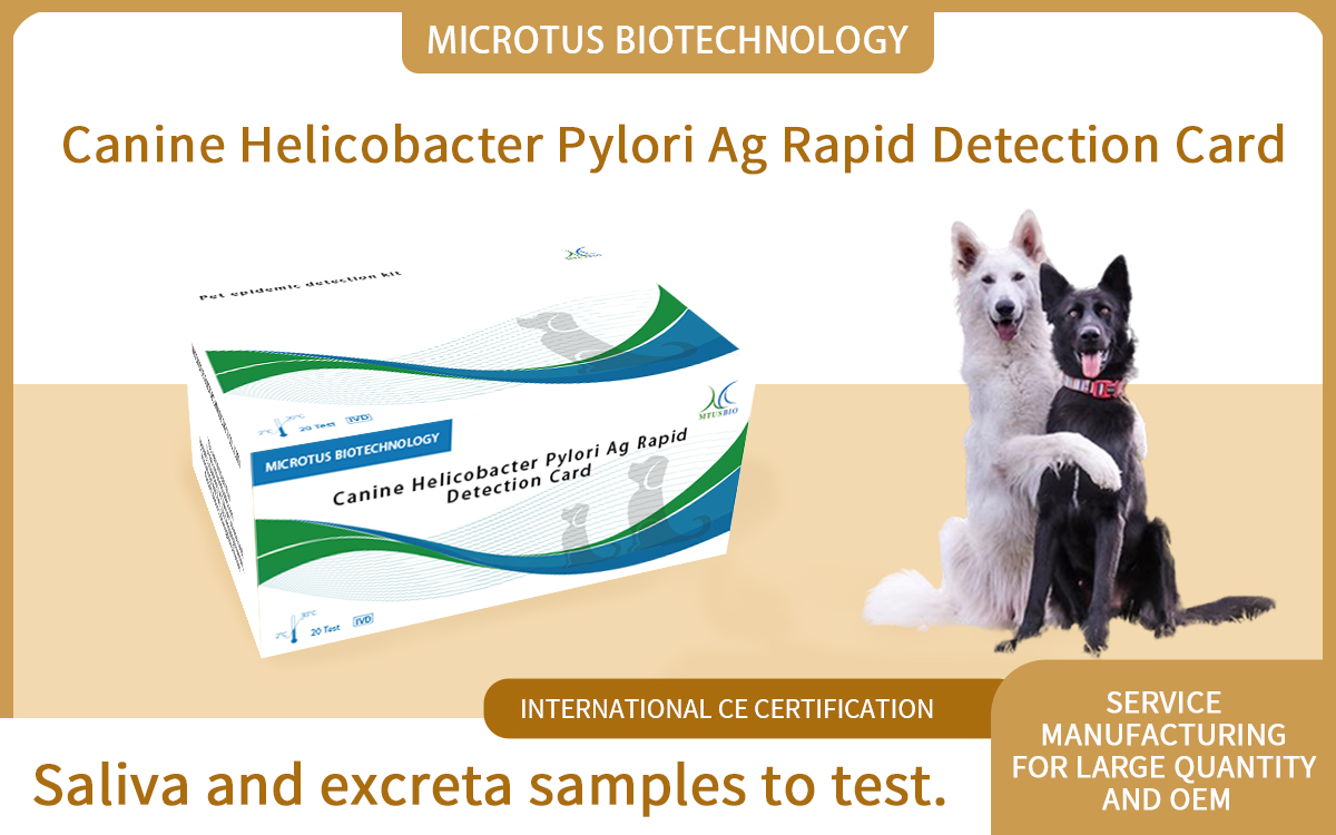 Canine Helicobacter Pylori Ag Rapid Detection Card