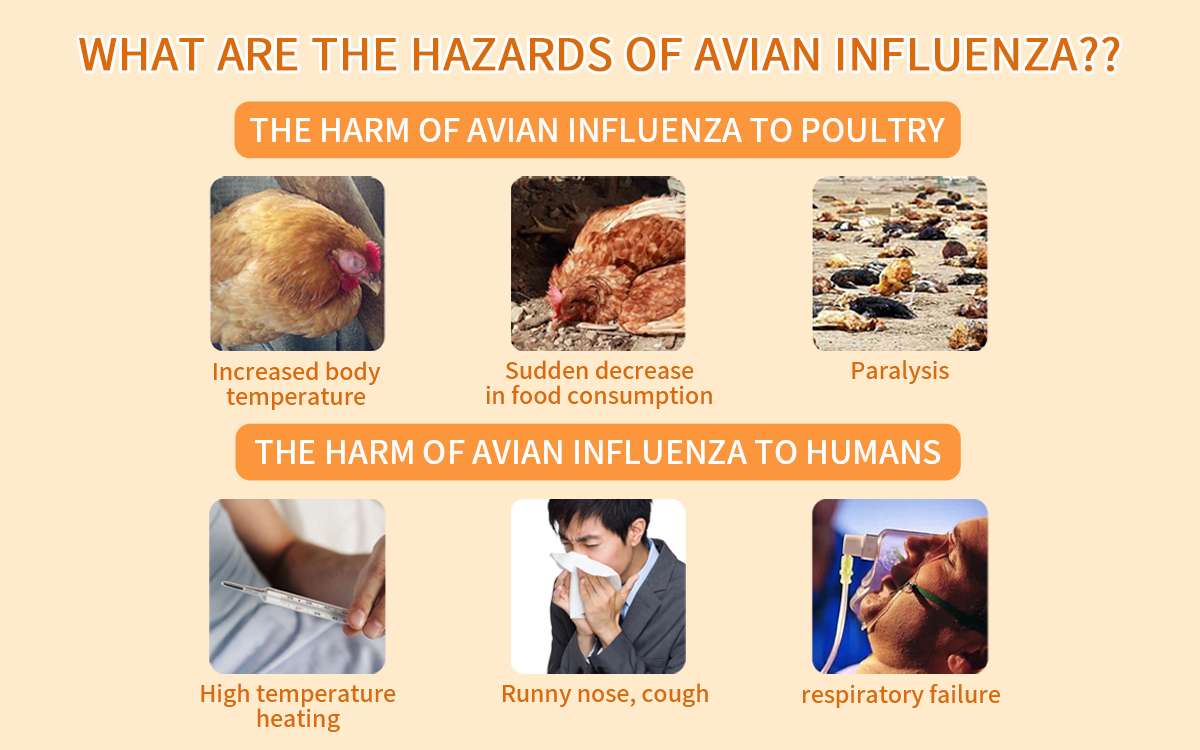 Avian Influenza Ag Rapid Detection Card (colloidal gold method)