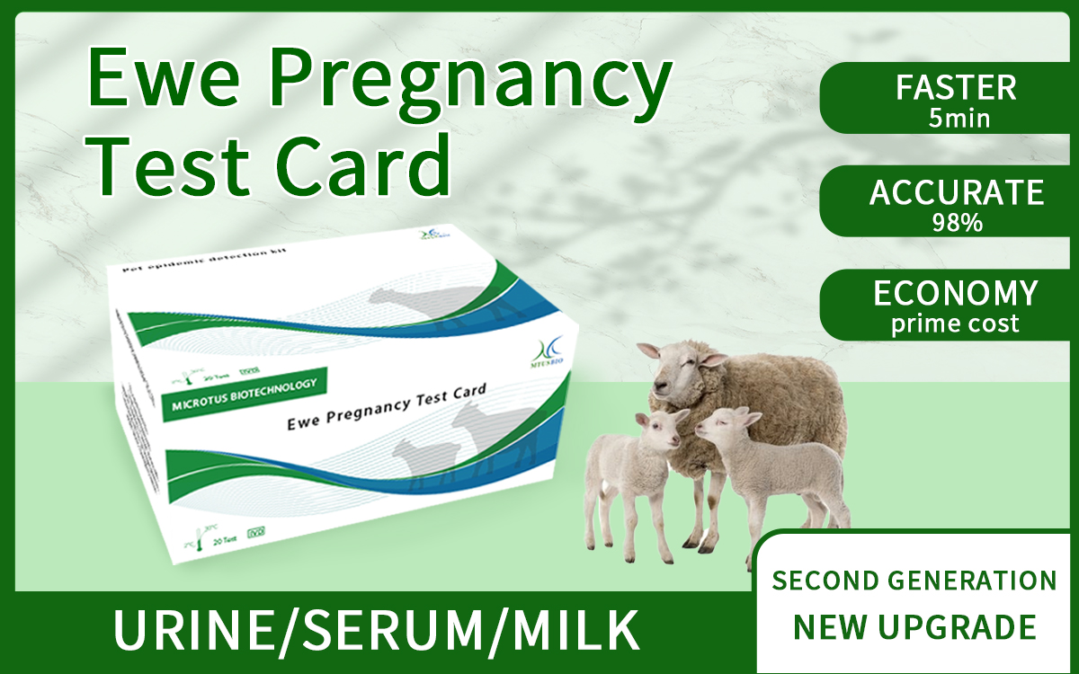 Ewe Pregnancy Test Card