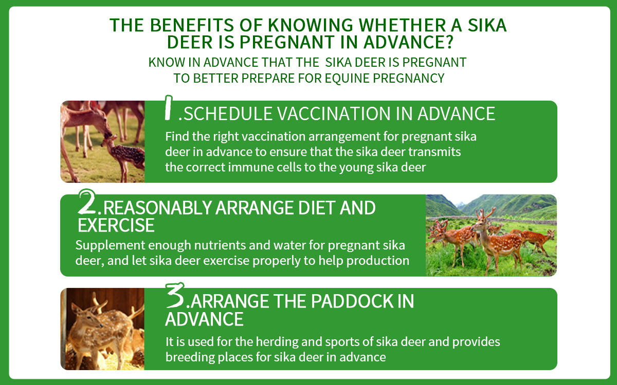 Sika Deer Early Pregnancy Rapid Detection Card