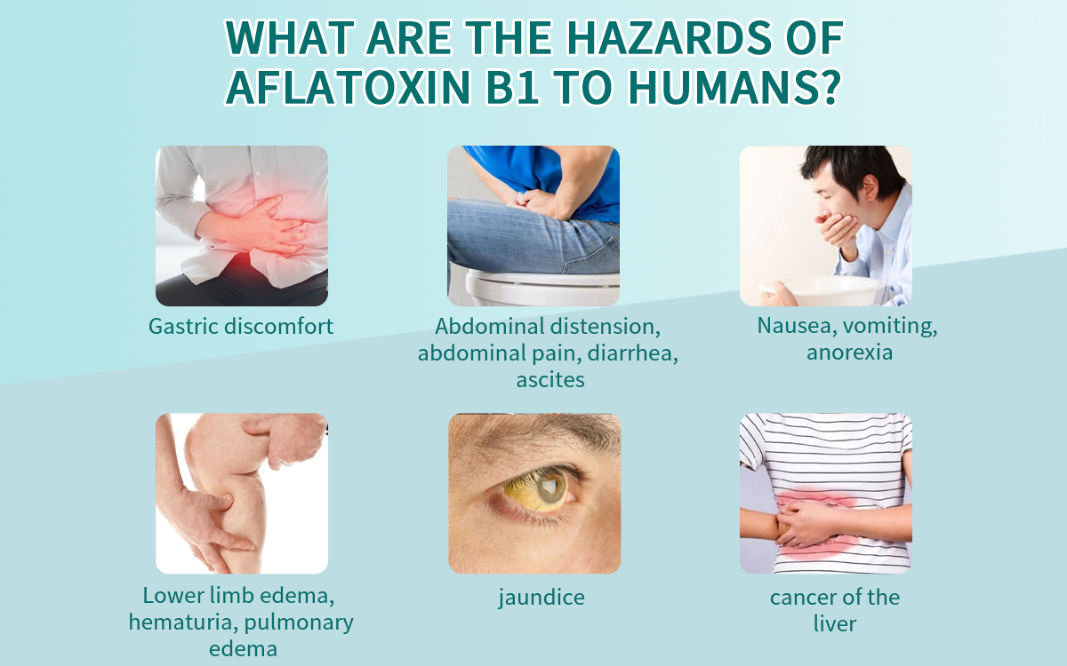 Aflatoxin B1 fast test card
